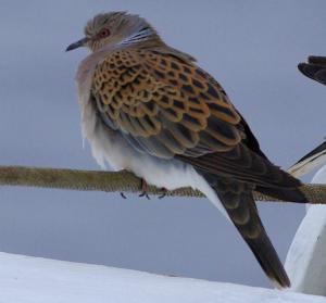 Turtle Dove