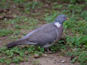 Wood Pigeon photograph