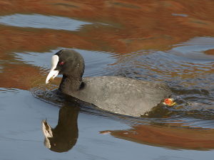 Photograph of a Coot