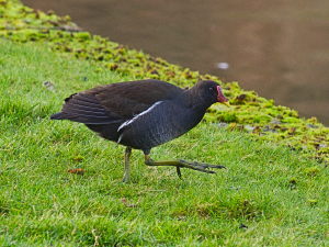 Photograph of a Moorhen.