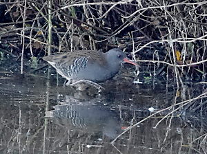Photograph of a Water Rail