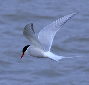 Arctic Tern photograph