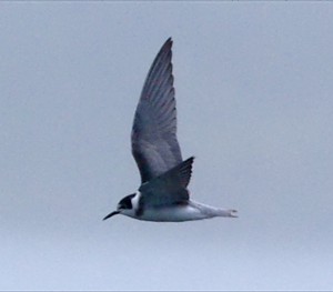Black Tern in winter plumage.