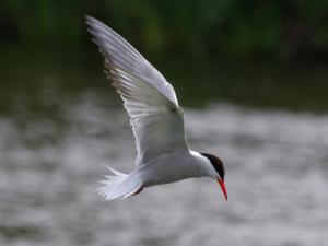 Common Tern photograph