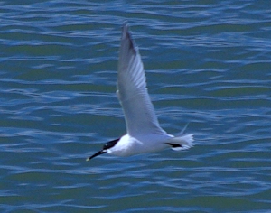 Summer plumage Sandwich Tern