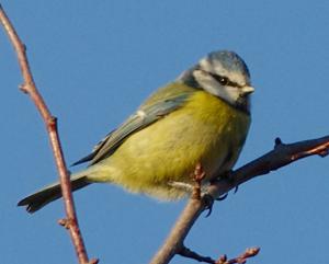 Photograph of a Blue Tit.