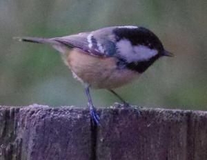 Coal Tit photo