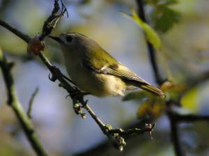 Goldcrest photograph