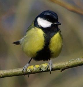 Great Tit photograph.