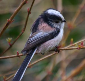 Photograph of a Long tailed Tit.