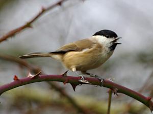 Marsh Tit photograph.