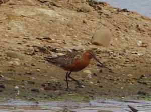 Black-tailed Godwit in
breeding plumage.