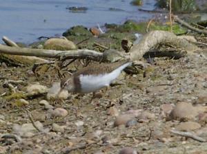 Common Sandpiper