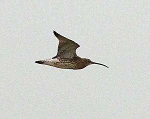 Curlew in flight