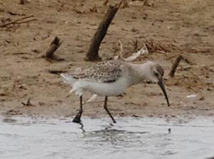 Juvenile Curlew Sandpiper