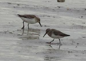 Dunlin feeding