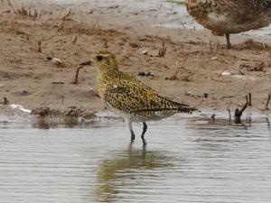 Golden Plover photograph