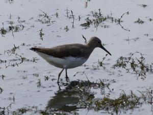 Green Sandpiper photograph