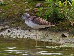 Greenshank photograph
