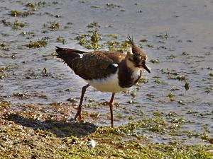 Lapwing photograph