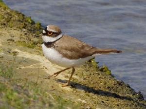 Little Ringed
Plover