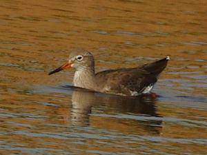 Swimming Redshank