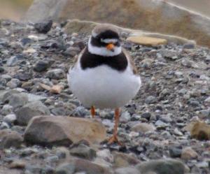 Ringed Plover photograph