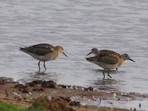 Ruffs in autumn plumage.