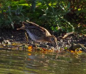 Common Snipe photograph