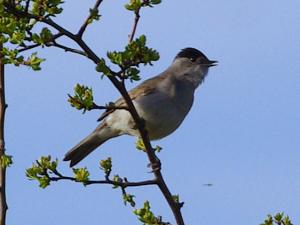 Male Blackcap