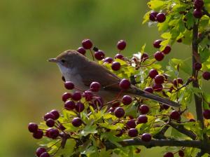 Common
Whitethroat