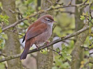 Cettis Warbler
