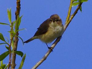 Chiffchaff