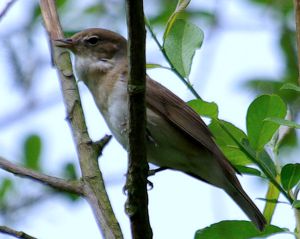 Garden Warbler