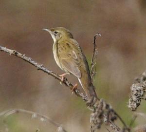 Grasshopper Warbler photograph