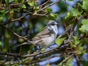 Lesser Whitethroat