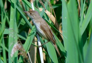 Reed Warbler