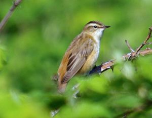 Sedge Warbler