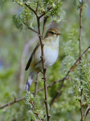 Willow Warbler