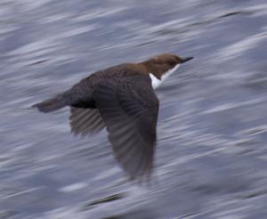Photograph of a Dipper in flight