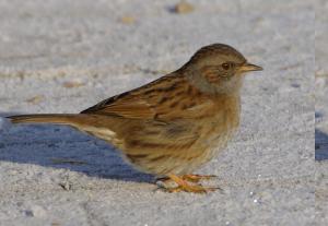 Photograph of a Dunnock