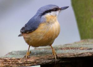 Nuthatch photograph