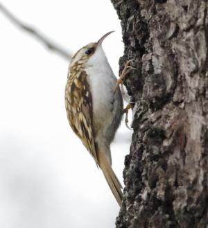 Photograph of a Treecreeper