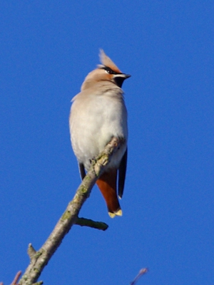 Photograph of a Bohemian Waxwing