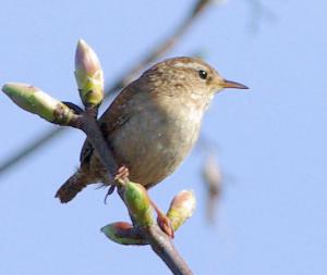 Photograph of a Wren.