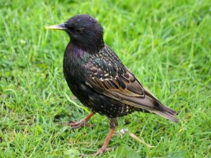 Starling photograph