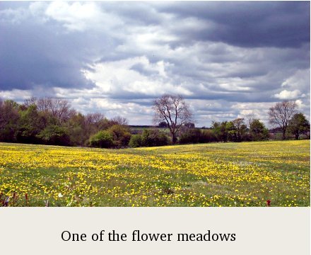 View of a flower meadow