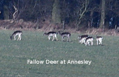 photo of Fallow Deer