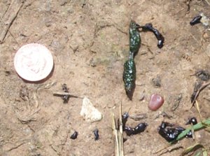 Mink droppings