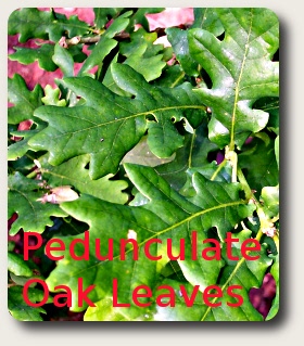 photo of some Pedunculate Oak leaves